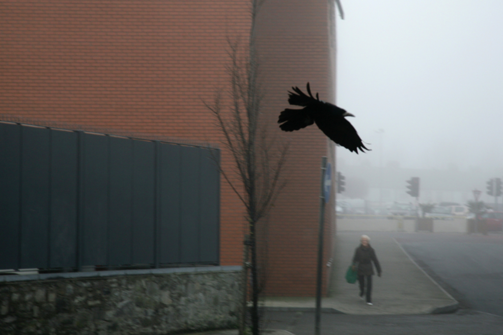 "One Crow for Sorrow" (from "Seeing Things" series), 2008 © Dragana Jurisic